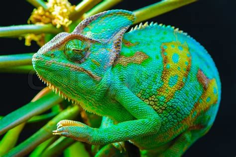 Großartige videos, die sie nirgendwo sonst finden. One Yemen chameleon | Stock Photo | Colourbox