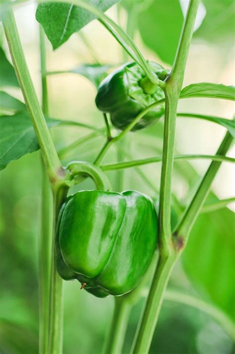 Bell pepper plants grow to four feet high and two feet wide, producing fruit which is typically three to four inches long. How To Grow Bell Peppers (Plant, Grow, And Harvest) | Bell ...