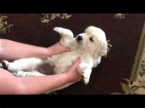 There are many versions of tests for temperament testing a puppy but the one most commonly used is the volhard temperament test. Volhard Puppy Aptitude Temperament Test Restraint June ...