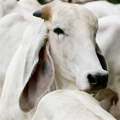 The Long Ears Of Cattle Breeds Thailand On Field Stock Photo Image