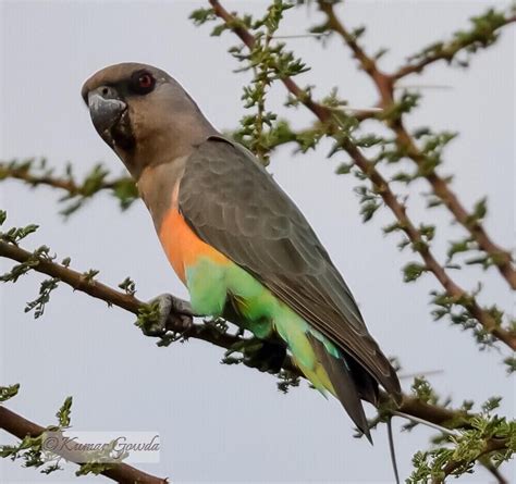 Poicephalus Rufiventris Red Bellied Parrot Africa Parrot Bird