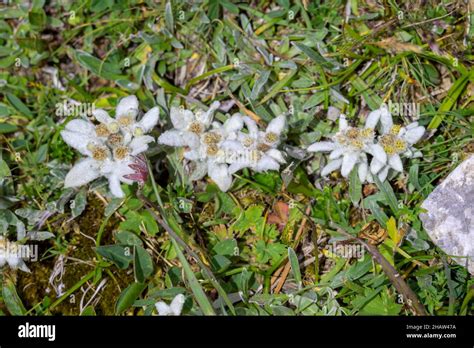 Alpine Edelweiss Leontopodium Nivale Edelweiss Soil On The