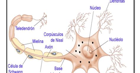Neurona Y Sus Partes En 2020 Neuronas Lecciones De