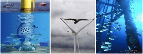 Offshore Wind Energy Is A Breeze Environmental And Wildlife Impacts