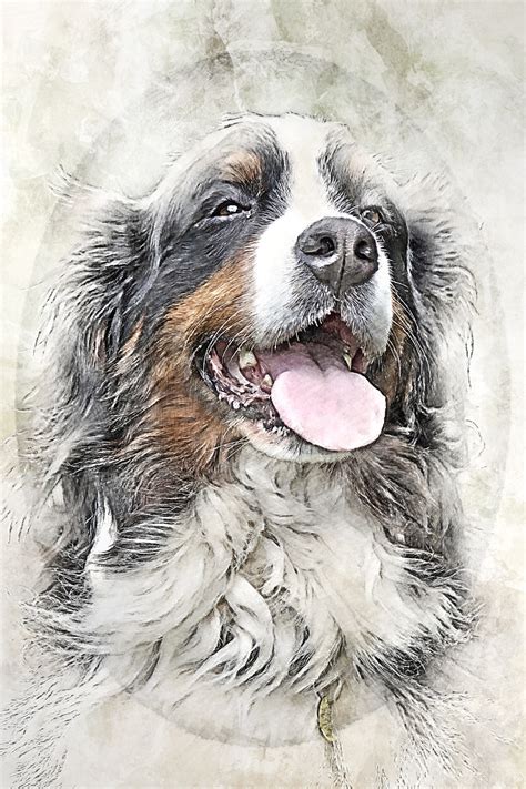 Download Bernese Mountain Dog Dog Drawing Royalty Free Stock