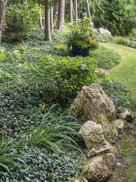 21 Stunning Perennial Ground Cover Plants That Thrive In The Shade