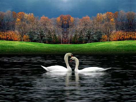 Two White Swans Swimming On Top Of A Lake