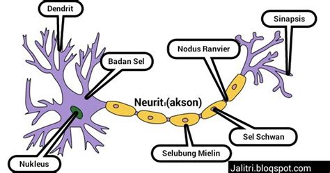 Sel Saraf Neuron Jalitri Berbagi Informasi