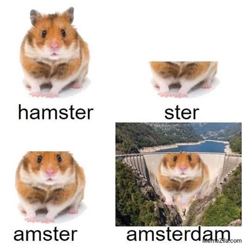 Hamster Memes