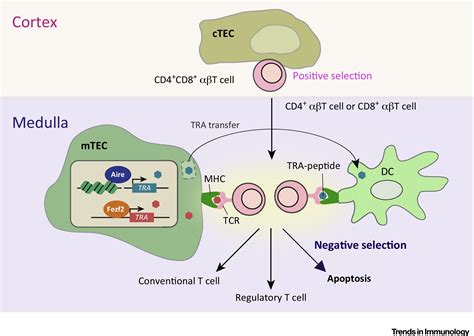 The Mechanisms Of T Cell Selection In The Thymus Trends In Immunology