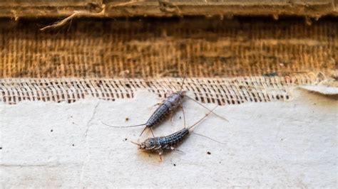 How To Get Rid Of Silverfish In Your Home Toms Guide