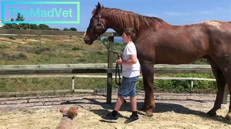 🐴 Horse With Very Big Abscess Very Swollen Lower Jaw Youtube