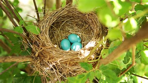 Birds Laying Eggs In Nest