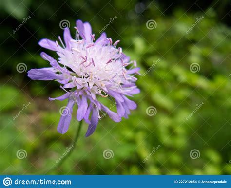 Close Up Of The Pretty Purple Flower Of Field Scabious Stock Photo
