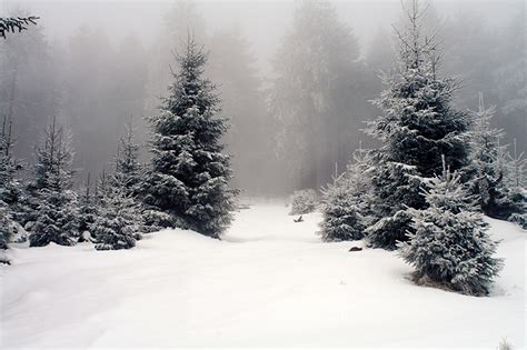 Photos Winter Nature Seasons