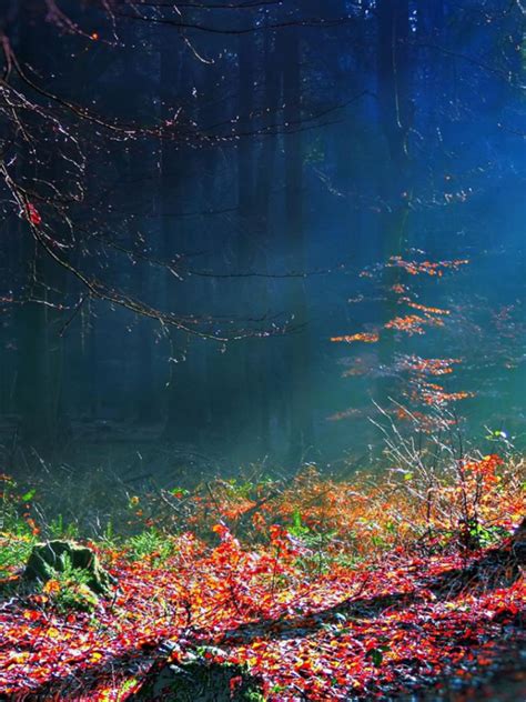Free Download Mystical Forest Wallpaper Forwallpapercom 1920x1080 For
