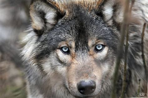 Pin Von Brooke Butler Auf Beautiful Creatures Wolfsaugen Tier Wolf