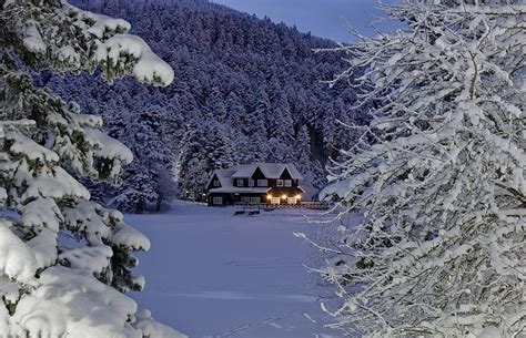 Forest Lodge Trees Lodge Forest Snow Shine Winter Hd Wallpaper