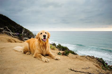 7 Things You Probably Didnt Know About Golden Retrievers Mystart