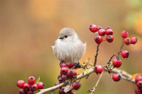 Cute Bird On Branch Hd Desktop Wallpaper Widescreen
