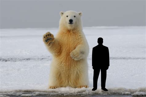 How Tall Is A Polar Bear Standing Up Arcticlook