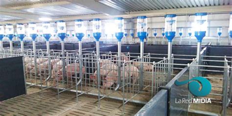 Sistemas De Producción En Cría De Cerdos Redmidia
