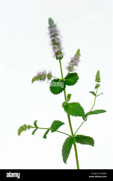 Peppermint Flowering Mentha Piperita Hi Res Stock Photography And