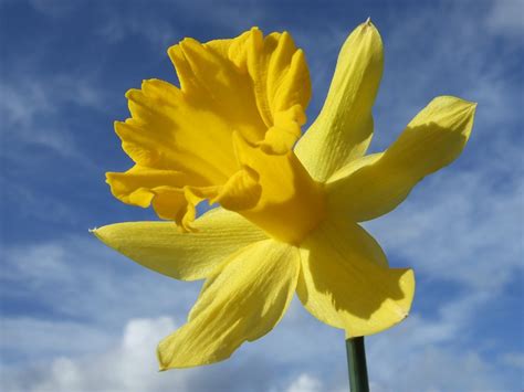 Daffodil Photo Free Photo Download Freeimages
