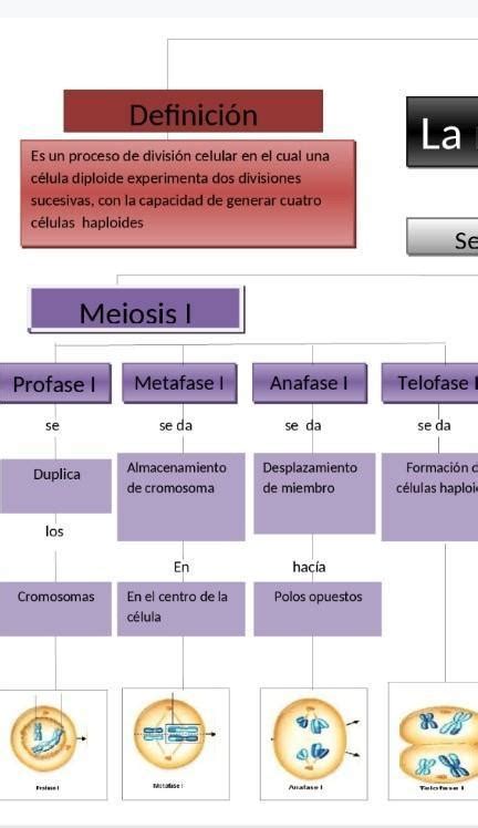 Elabore Un Gráfico Que Explique Las Etapas De La Meiosis 1 Y La Meiosis