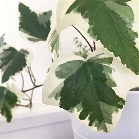 Hedera Canariensis Variegated 105mm Sydney Only The Jungle Collective