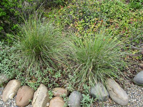 Festuca Californica Linda Vista Native Plants