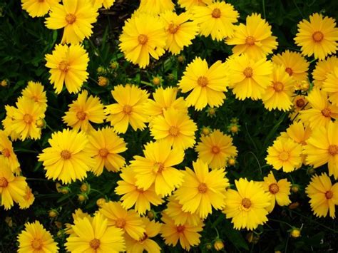 Common Yellow Perennials What Are The Best Yellow Perennials