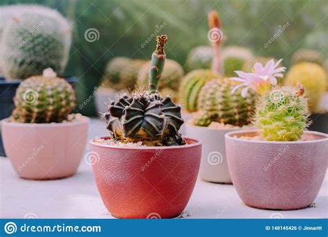 The plants are usually grown in little pots, their roots suspended into the nutrient solution with. Variety Of Small Cactus And Succulent Plants In Various ...