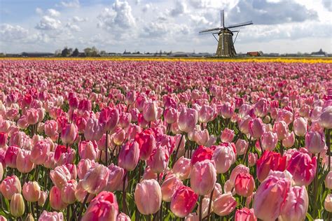 Where To Find Tulip Fields In The Netherlands A Practical Guide