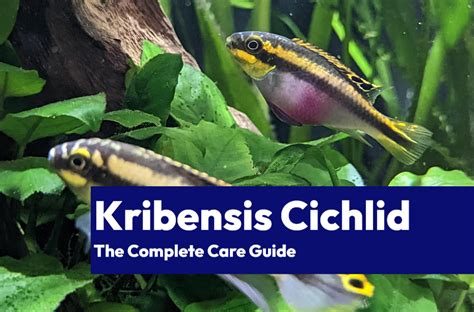 Kribensis Cichlid Complete Care Guide Learn The Aquarium