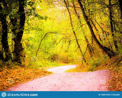 Autumnal Forest Road Stock Photo Image Of Autumnal 128521032