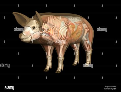 Pig Mouth Anatomy
