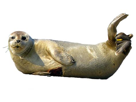 Seal Animal Png png image