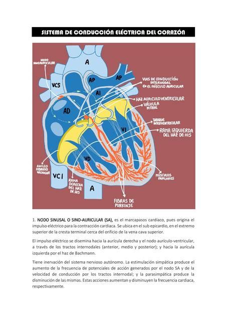 Sistema De Conducción Eléctrica Del Corazón Sistema Circulatorio