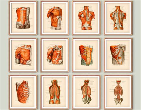 Muscles Of Human Body Poster Set Musculoskeletal Structure Etsy Uk