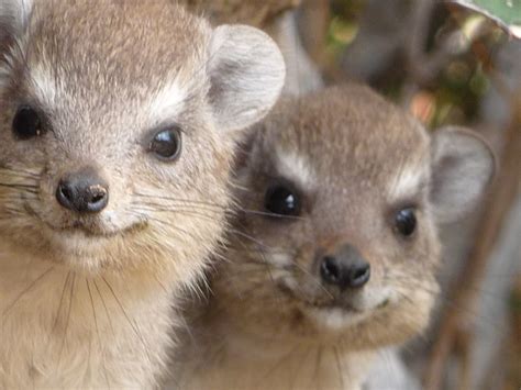 Baby Rock Hyrax Flickr Photo Sharing