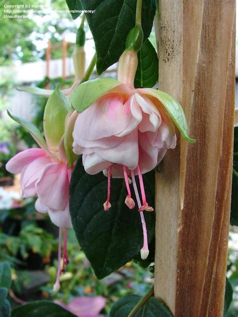 Plantfiles Pictures Double Fuchsia Southgate Fuchsia By Richswanner
