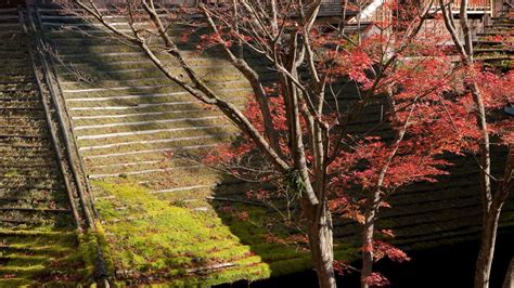 Algae Covered Building Roofs Red Leafed Autumn Trees Hd Nature