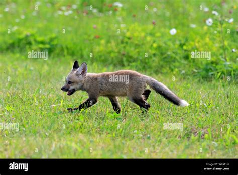 Red Foxes Vulpes Vulpes Minnesota Hi Res Stock Photography And Images