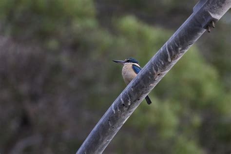 夕焼けのヒジリショウビンsacred Kingfisher レッドドラゴンの鳥見旅行記