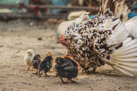 Bibit ayam kampung (doc) bisa diperoleh salah satunya dengan cara membeli doc ayam kampung langsung dari pembibit, membeli telur tetas dan menetaskannya model pemeliharaan ayam kampung dengan cara intensif lebih disarankan dari yang lainnya khususnya dalam faktor kontrol penyakit. Bagaimana Cara - Cara Menternak Ayam Kampung