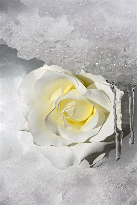 White Rose On Snow White Rose In The Snow Photography Improvement