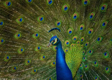 20 Great Examples Of Vibrant Colors In Photography Light Stalking