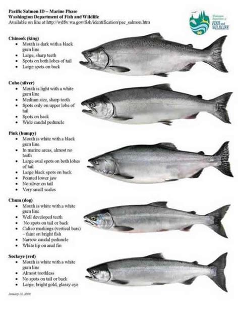 Five Pacific Salmon Species In Alaska Archives Robin Barefield
