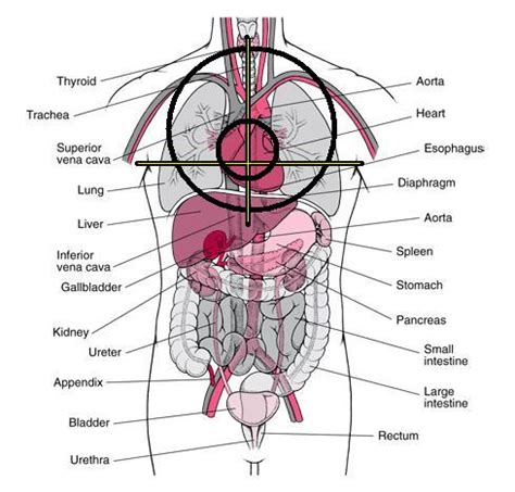 Additionally, svg images can be downloaded and in svg images you can add text above and below diagrams. What Causes Pain in Right Chest Area? | New Health Advisor